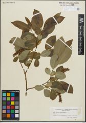 Foto von Salix pentandra L.